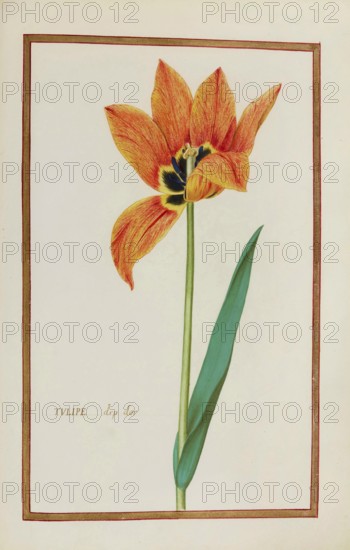 Tulip, historical, digitally enhanced reproduction from Theatrum florae (1624) by Daniel Rabel (1578 - 1637)
