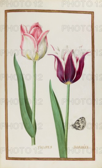Tulips with butterfly, Historical, digitally enhanced reproduction from Theatrum florae (1624) by Daniel Rabel (1578 - 1637)