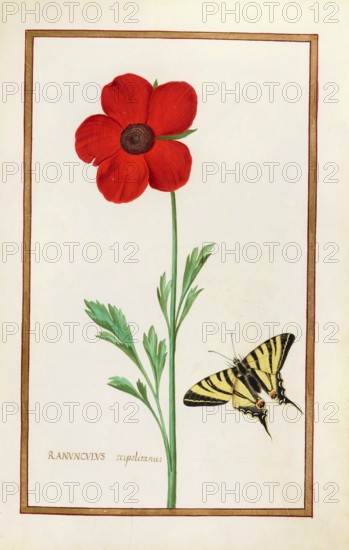 Ranunculus napolianus, Neapolitan buttercup, historical, digitally enhanced reproduction from Theatrum florae (1624) by Daniel Rabel (1578 - 1637)