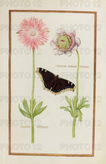 Anemone blanche double and Anemone superisse, historical, digitally enhanced reproduction from Theatrum florae (1624) by Daniel Rabel (1578 - 1637)