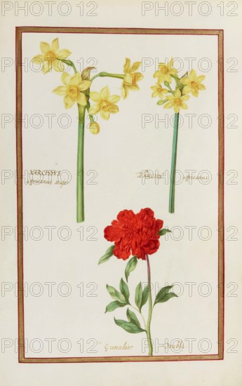 Narcissus, Narcissus and Grenadier double, Historical, digitally enhanced reproduction from Theatrum florae (1624) by Daniel Rabel (1578 - 1637)
