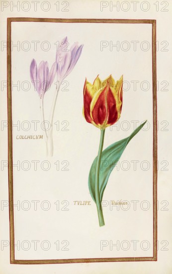 Tulip and crocus, historical, digitally enhanced reproduction from Theatrum florae (1624) by Daniel Rabel (1578 - 1637)