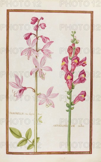 Fraxinella seu dipramus, Dictamnus fraxinella, burning bush, and Antirrhinum rubro, ruby snapdragon, Historical, digitally enhanced reproduction from Theatrum florae (1624) by Daniel Rabel (1578 - 1637)