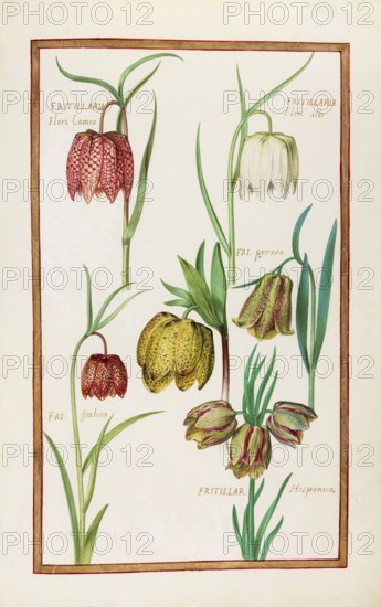 Fritillaria hispanna, checkerboard flower, historical, digitally enhanced reproduction from Theatrum florae (1624) by Daniel Rabel (1578 - 1637)