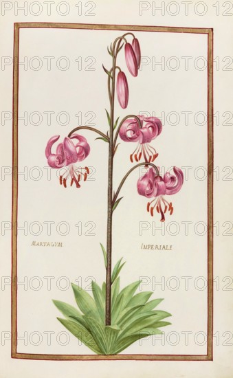 Martagum imperiale, Lilium martagon, also known as Turk's cap or Martagon lily, Historical, digitally enhanced reproduction from Theatrum florae (1624) by Daniel Rabel (1578 - 1637)