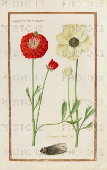 Ranunculus tripartitus, Three-part water crowfoot and Ranunculus asiaticus, Asiatic buttercup, Historical, digitally enhanced reproduction from Theatrum florae (1624) by Daniel Rabel (1578 - 1637)