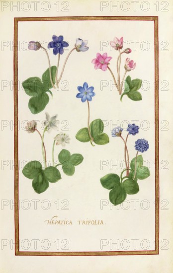 Hepatica trifolia, historical, digitally enhanced reproduction from Theatrum florae (1624) by Daniel Rabel (1578 - 1637)