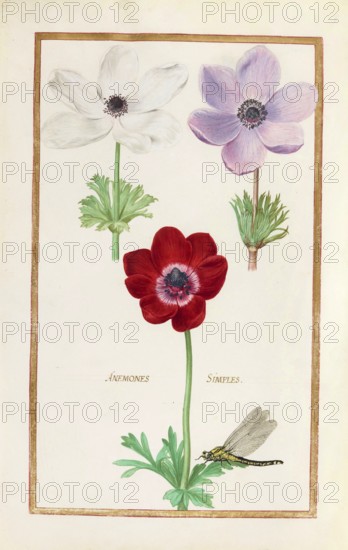 Anemones, Historical, digitally enhanced reproduction from Theatrum florae (1624) by Daniel Rabel (1578 - 1637)