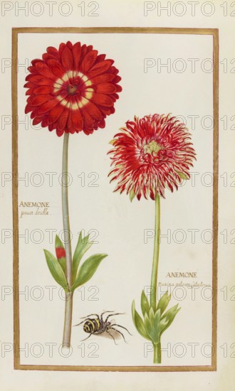 Anemone, historical, digitally enhanced reproduction from Theatrum florae (1624) by Daniel Rabel (1578 - 1637)