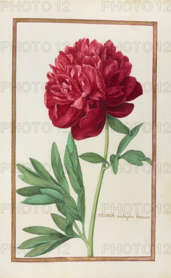Peonia multiplex, Peony, historical, digitally enhanced reproduction from Theatrum florae (1624) by Daniel Rabel (1578 - 1637)