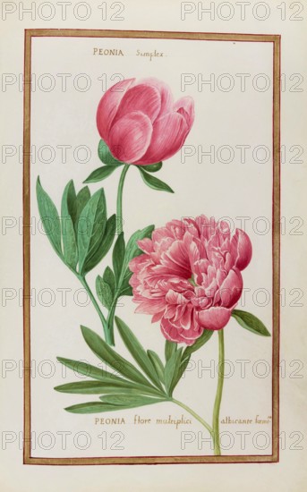 Peonia simplex, Peonia flore multiplici, Peony, Historical, digitally enhanced reproduction from Theatrum florae (1624) by Daniel Rabel (1578 - 1637)