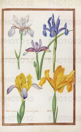 Iris, iris, historical, digitally enhanced reproduction from Theatrum florae (1624) by Daniel Rabel (1578 - 1637)