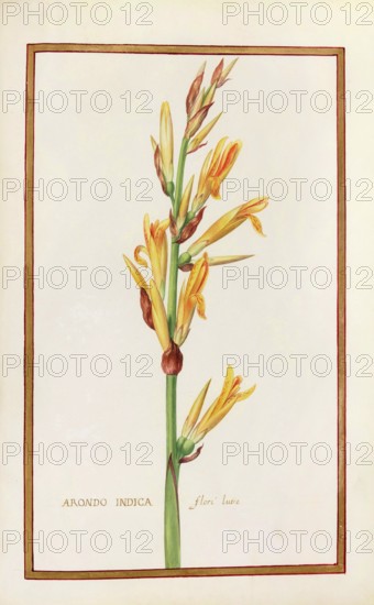 Arondo indica, historical, digitally enhanced reproduction from Theatrum florae (1624) by Daniel Rabel (1578 - 1637)