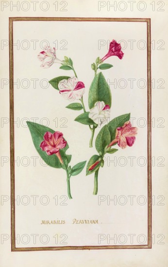 Mirabelis peruviana, Mirabilis jalapa, miracle flower or four o'clock flower, historical, digitally enhanced reproduction from Theatrum florae (1624) by Daniel Rabel (1578 - 1637)