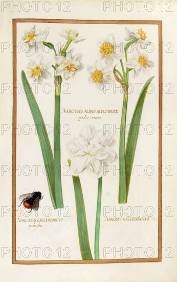 Narcissus, Narcissus albus, calcedonius, historical, digitally enhanced reproduction from Theatrum florae (1624) by Daniel Rabel (1578 - 1637)