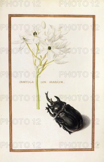 Ornitogalum arabicum, Arab's eye, Historical, digitally enhanced reproduction from Theatrum florae (1624) by Daniel Rabel (1578 - 1637)