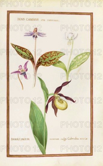 Orchid Venus Slipper, Damazonium and Dens caninus, Historical, digitally enhanced reproduction from Theatrum florae (1624) by Daniel Rabel (1578 - 1637)