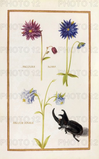 Ancolies roses, Ancolie double, Columbine, Historical, digitally enhanced reproduction from Theatrum florae (1624) by Daniel Rabel (1578 - 1637)