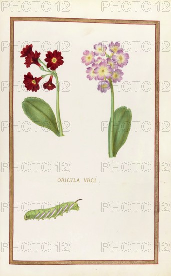 Primula vulgaris, Oricula urci, Historical, digitally enhanced reproduction from Theatrum florae (1624) by Daniel Rabel (1578 - 1637)
