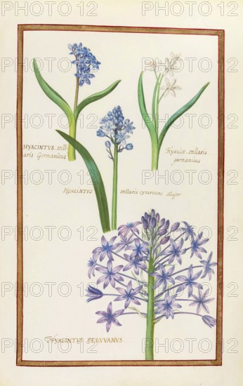 Hyacintus stellaris germanicus and Hycinthus peruvanus, Hyacinth, Historical, digitally enhanced reproduction from Theatrum florae (1624) by Daniel Rabel (1578 - 1637)
