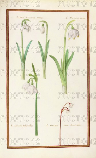 Daffodils, Levco narcissus, historical, digitally enhanced reproduction from Theatrum florae (1624) by Daniel Rabel (1578 - 1637)