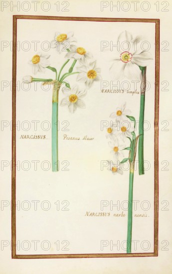 Narcissus, Narcissus simplex, pisanus, historical, digitally enhanced reproduction from Theatrum florae (1624) by Daniel Rabel (1578 - 1637)