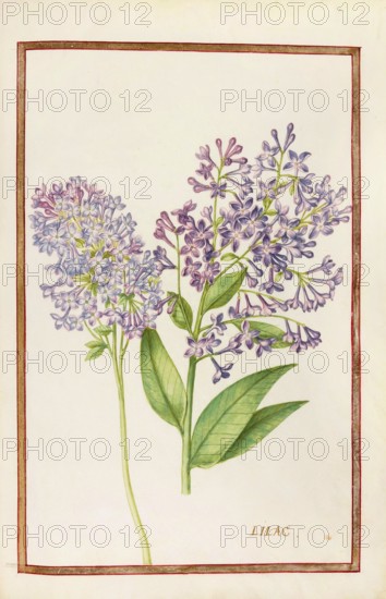 Lilac, Historical, digitally enhanced reproduction from Theatrum florae (1624) by Daniel Rabel (1578 - 1637)