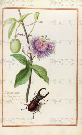 Maraco indica, Passiflora indica, Passion flower, Historical, digitally enhanced reproduction from Theatrum florae (1624) by Daniel Rabel (1578 - 1637)