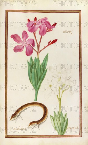 Nerion and Nerion alba, Roseum Plenum Oleander, Amphisbena, Double Creeper, Ringed Creeper, Historical, digitally enhanced reproduction from Theatrum florae (1624) by Daniel Rabel (1578 - 1637)