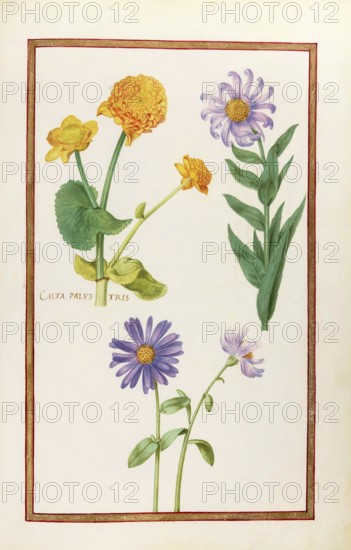 Calta palustris, marsh marigold, historical, digitally enhanced reproduction from Theatrum florae (1624) by Daniel Rabel (1578 - 1637)