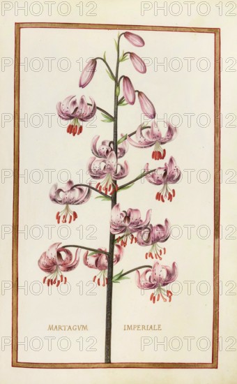 Martagum imperiale, Turkish League or Martagon Lily, Historical, digitally enhanced reproduction from Theatrum florae (1624) by Daniel Rabel (1578 - 1637)