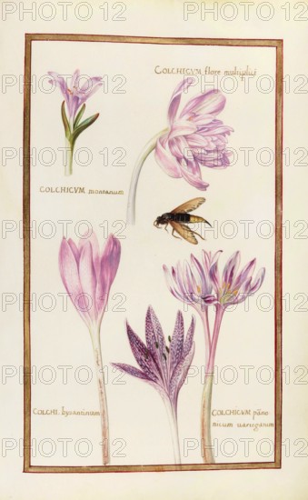 Colchicum montanum, Berg-Zeitlose, flore multiplici, bysantinum, panonicum, Herbstzeitlose, Historical, digitally enhanced reproduction from Theatrum florae (1624) by Daniel Rabel (1578 - 1637)