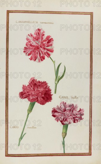 Cariophillata tornacensis, huttor and morillon, Caryophyllaceae, Dianthus, Carnation, Historical, digitally enhanced reproduction from Theatrum florae (1624) by Daniel Rabel (1578 - 1637)
