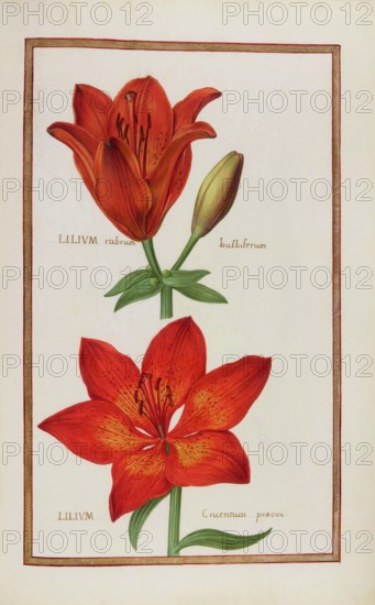Lilium rubrum and Lilium cruentum, magnificent lily, historical, digitally enhanced reproduction from Theatrum florae (1624) by Daniel Rabel (1578 - 1637)