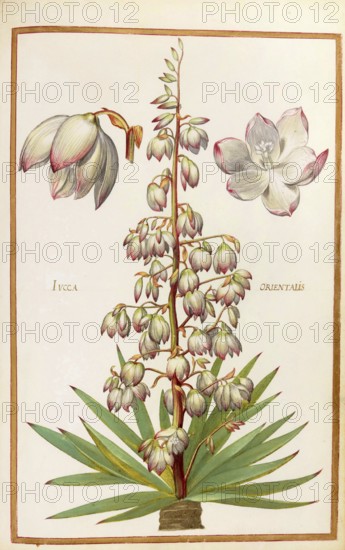 Yucca orientalis, palm lily or yucca, historical, digitally enhanced reproduction from Theatrum florae (1624) by Daniel Rabel (1578 - 1637)