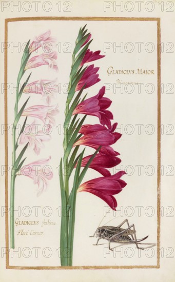 Gladiolys maior, Gladiolus, Historical, digitally enhanced reproduction from Theatrum florae (1624) by Daniel Rabel (1578 - 1637)