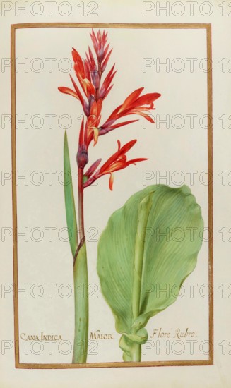 Canna indica, Pretoria Canna Lily, also known as Edible Canna, Achira or Kapacho, Australian arrowroot, Historical, digitally enhanced reproduction from Theatrum florae (1624) by Daniel Rabel (1578 - 1637)