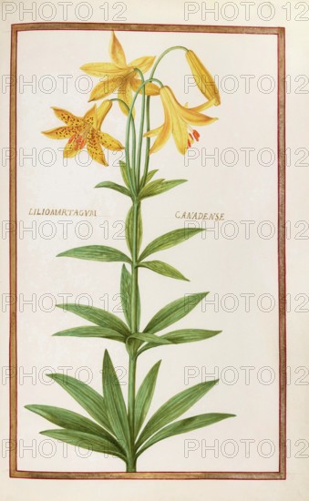 Liliomartagual canadense, Canada lily, also known as Canadian water lily or yellow lily, Lilium canadense, Historical, digitally enhanced reproduction from Theatrum florae (1624) by Daniel Rabel (1578 - 1637)