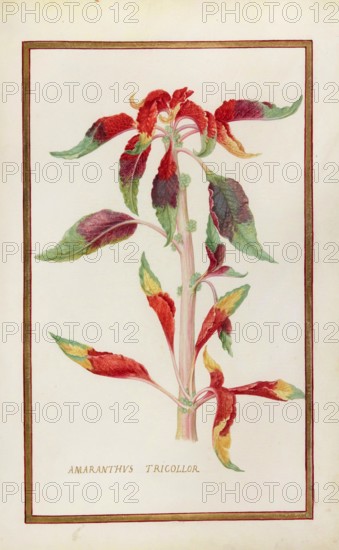 Amaranthus tricolor, Amaranthus tricolor or vegetable amaranth, historical, digitally enhanced reproduction from Theatrum florae (1624) by Daniel Rabel (1578 - 1637)