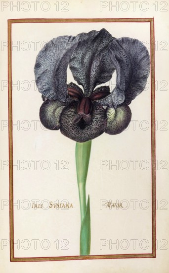 Iris susiana, Traueriris, Historical, digitally enhanced reproduction from Theatrum florae (1624) by Daniel Rabel (1578 - 1637)