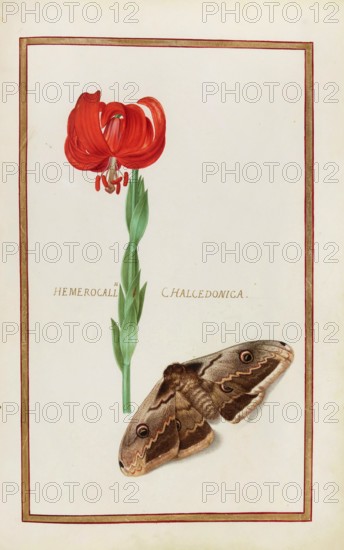 Hemerocallis chalcedonica, daylily, historical, digitally enhanced reproduction from Theatrum florae (1624) by Daniel Rabel (1578 - 1637)