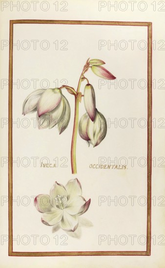 Yucca oxxidentalis, palm lily, historical, digitally enhanced reproduction from Theatrum florae (1624) by Daniel Rabel (1578 - 1637)