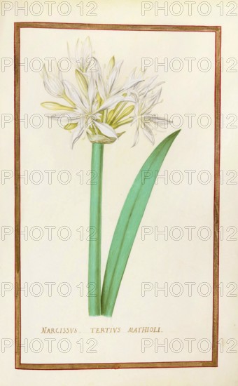 Daffodils, Narcissus tertius, historical, digitally enhanced reproduction from Theatrum florae (1624) by Daniel Rabel (1578 - 1637)