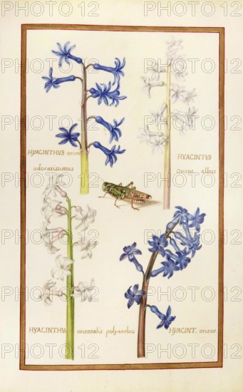 Hyacinthus indicus, Hyacinthus orientalis, garden hyacinth, historical, digitally enhanced reproduction from Theatrum florae (1624) by Daniel Rabel (1578 - 1637)
