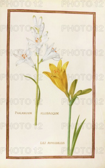 Phalangium allobrogum and Lili asphodelus, yellow daylily, Historical, digitally enhanced reproduction from Theatrum florae (1624) by Daniel Rabel (1578 - 1637)