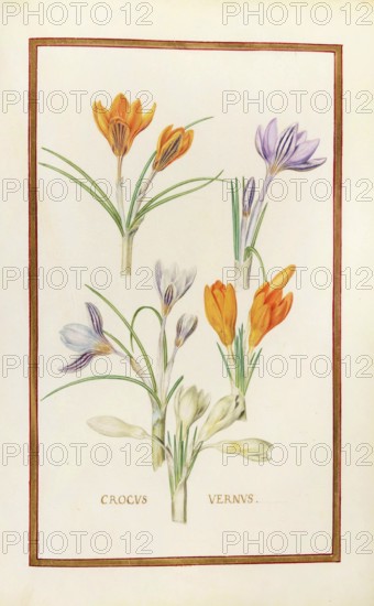 Crocus vernus, spring crocus, historical, digitally enhanced reproduction from Theatrum florae (1624) by Daniel Rabel (1578 - 1637)