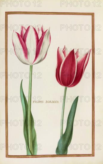 Tulips, Historical, digitally enhanced reproduction from Theatrum florae (1624) by Daniel Rabel (1578 - 1637)