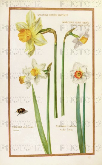 Daffodils, Narcissus albus, historical, digitally enhanced reproduction from Theatrum florae (1624) by Daniel Rabel (1578 - 1637)