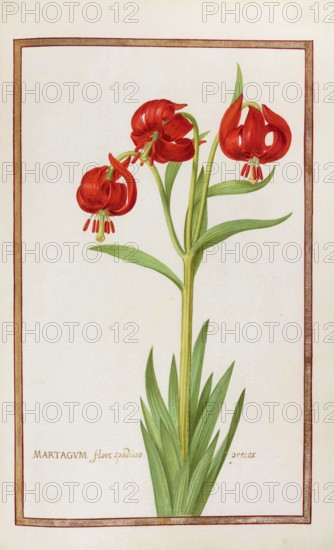 Martagum flore spadieoprecox, Turkish League, Historical, digitally enhanced reproduction from Theatrum florae (1624) by Daniel Rabel (1578 - 1637)