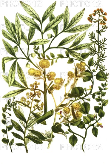 A. Elatine folio subrotundo, b. Elatine folio anguloso, c. Elemifera es qua gumini, Elemi, d. Elychrysum africanum, e. Calomeria, Elychrysum africanum multiflorum, f. Elychrysum africanum foeditissinum, Historical, digitally restored reproduction from a 19th century original